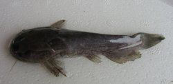 Trachelyopterus ceratophysus