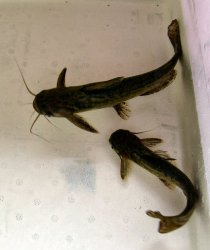 Trachelyopterus fisheri