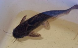 Trachelyopterus galeatus