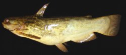 Trachelyopterus lucenai - Click for species data page