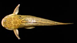 Trachelyopterus lucenai