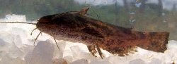 Trachelyopterus striatulus - Click for species data page
