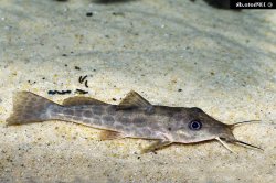 Auchenoglanis wittei - Click for species data page