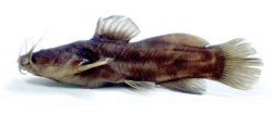 Notoglanidium akiri - Click for species page