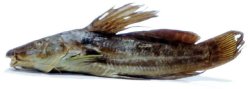 Parauchenoglanis altipinnis