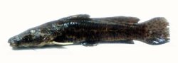 Parauchenoglanis ngamensis - Click for species page