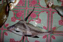 Bagrichthys hypselopterus - Click for species data page