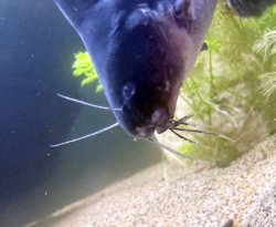 Bagrichthys hypselopterus