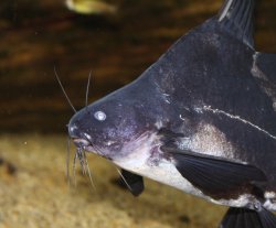 Bagrichthys hypselopterus