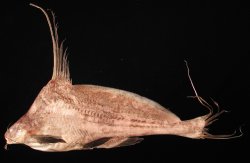 Bagrichthys hypselopterus