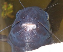 Bagrichthys macracanthus