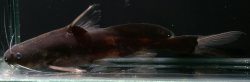 Bagrichthys macropterus