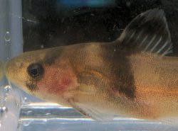 Batasio affinis