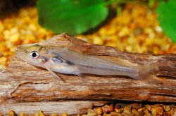 Batasio batasio - Click for species data page