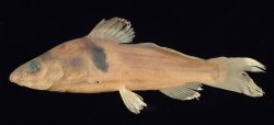 Batasio elongatus - Click for species page