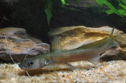 Hemibagrus macropterus - Click for species data page