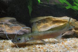 Hemibagrus macropterus - Click for species page