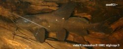 Mystus leucophasis