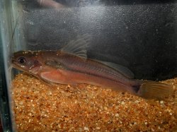 Mystus malabaricus