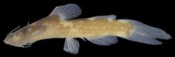 Nanobagrus nebulosus - Click for species page