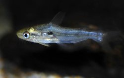 Rama rama - Click for species data page