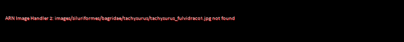 Tachysurus fulvidraco - Click for species data page