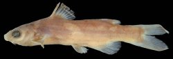 Tachysurus nubilosus - Click for species data page