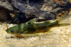 Tachysurus sinensis