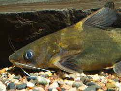 Tachysurus sinensis