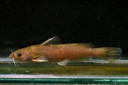 Tachysurus tenuis - Click for species page