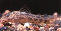 Aspidoras belenos - Click for species page