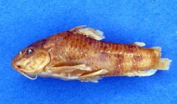 Aspidoras lakoi - Click for species page