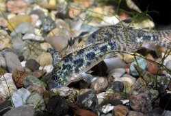 Brochis (sub-clade 1) sp. (C057) - Click for species page