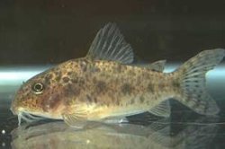 Brochis (sub-clade 1) sp. (C067) - Click for species page