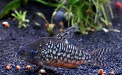 Brochis (sub-clade 2) geryi - Click for species page