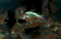 Brochis (sub-clade 2) pantanalensis