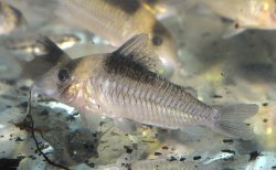 Brochis (sub-clade 3) amandajanea - Click for species page