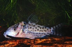 Brochis (sub-clade 3) ambiacus