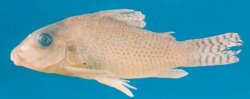 Brochis (sub-clade 3) approuaguensis
