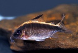 Brochis (sub-clade 3) arcuata - Click for species page