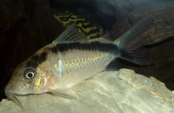 Brochis (sub-clade 3) bethanae