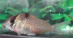 Brochis (sub-clade 3) crimmeni - Click for species page