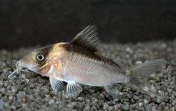 Brochis (sub-clade 3) crypticus - Click for species page
