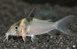 Brochis (sub-clade 3) ephippifer