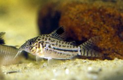 Brochis (sub-clade 3) gomezi - Click for species page