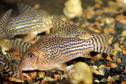 Brochis (sub-clade 3) haraldschultzi - Click for species page