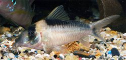 Brochis (sub-clade 3) imitator - Click for species page