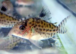Brochis (sub-clade 3) lamberti - Click for species page