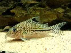 Brochis (sub-clade 3) leopardus