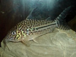 Brochis (sub-clade 3) leopardus